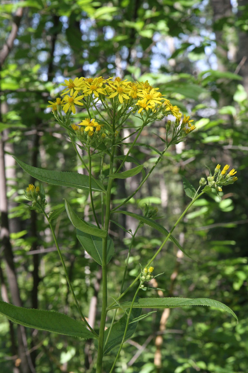 Image of Senecio nemorensis specimen.