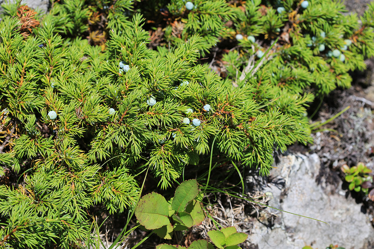 Изображение особи Juniperus sibirica.