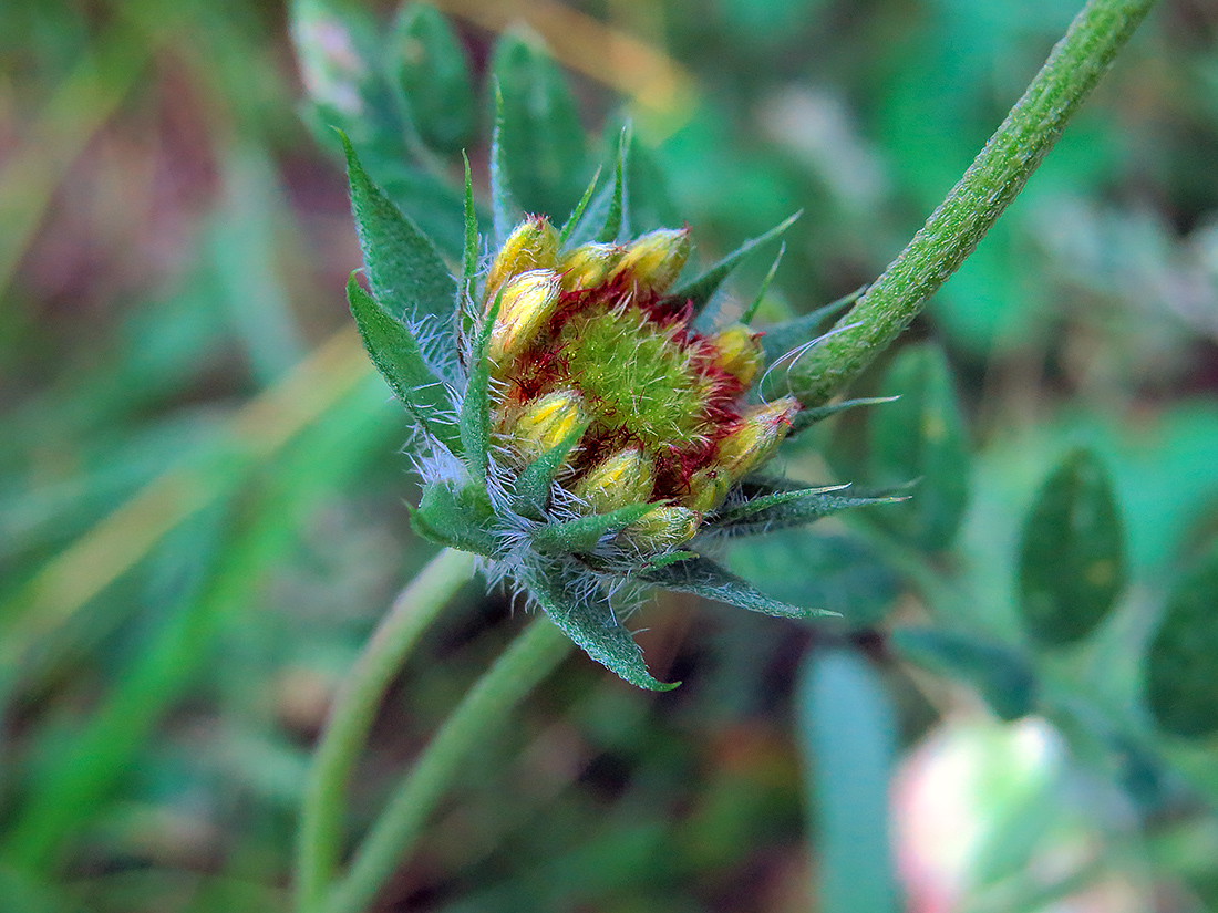 Изображение особи Gaillardia aristata.