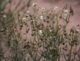 Spergula arvensis