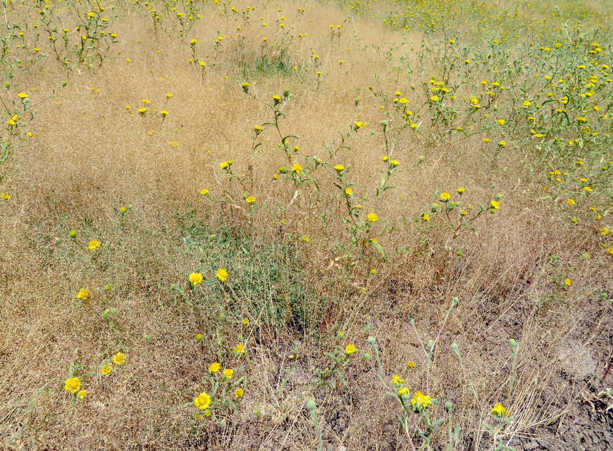 Image of Pulicaria arabica specimen.