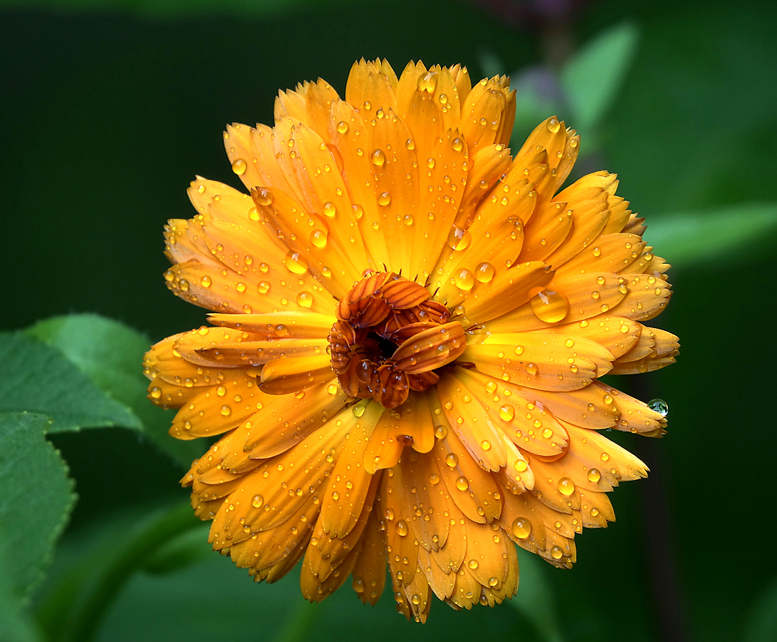 Image of Calendula officinalis specimen.