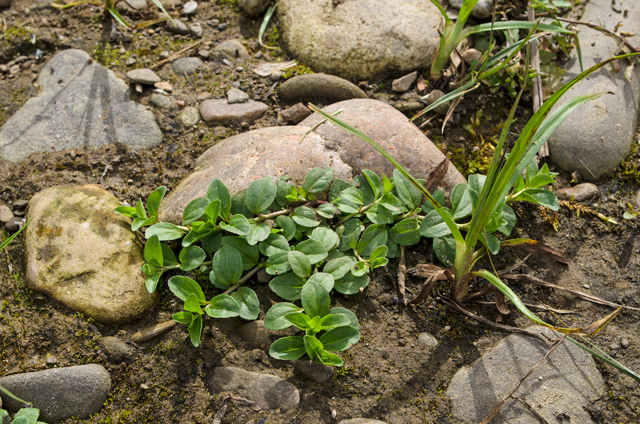 Image of Veronica serpyllifolia specimen.