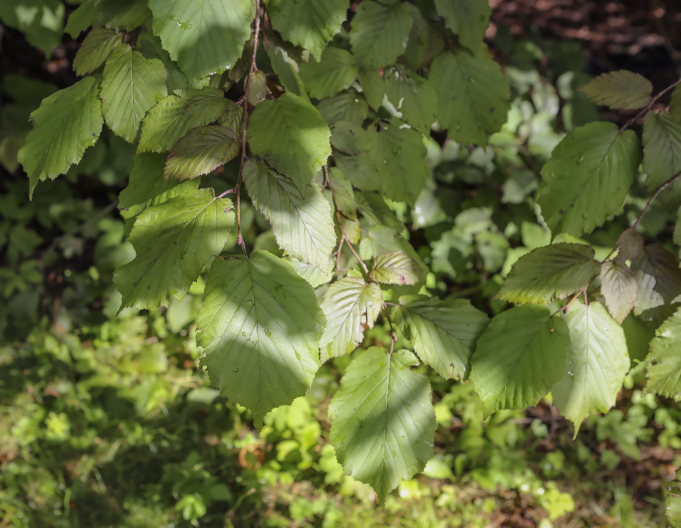 Image of Corylus mandshurica specimen.