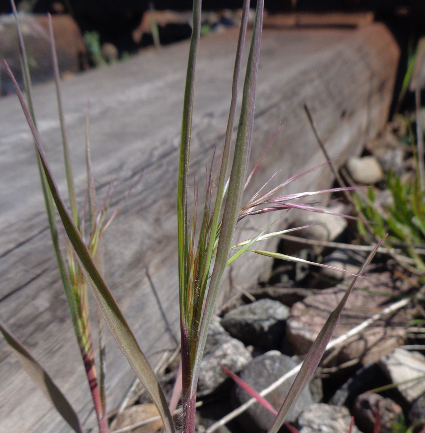 Изображение особи Anisantha tectorum.