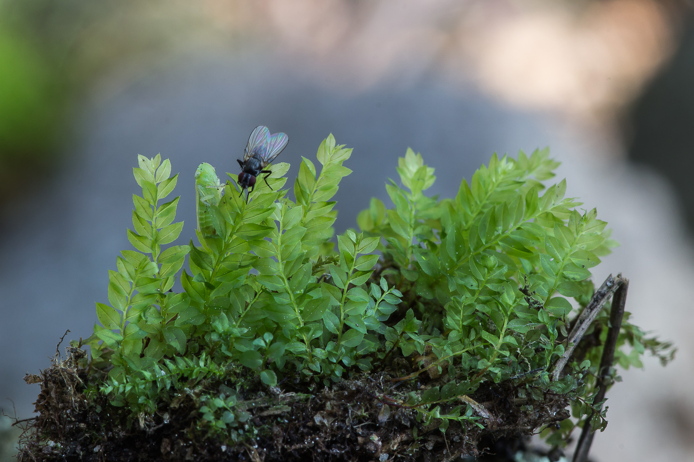 Изображение особи семейство Mniaceae.