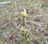 Carex ericetorum