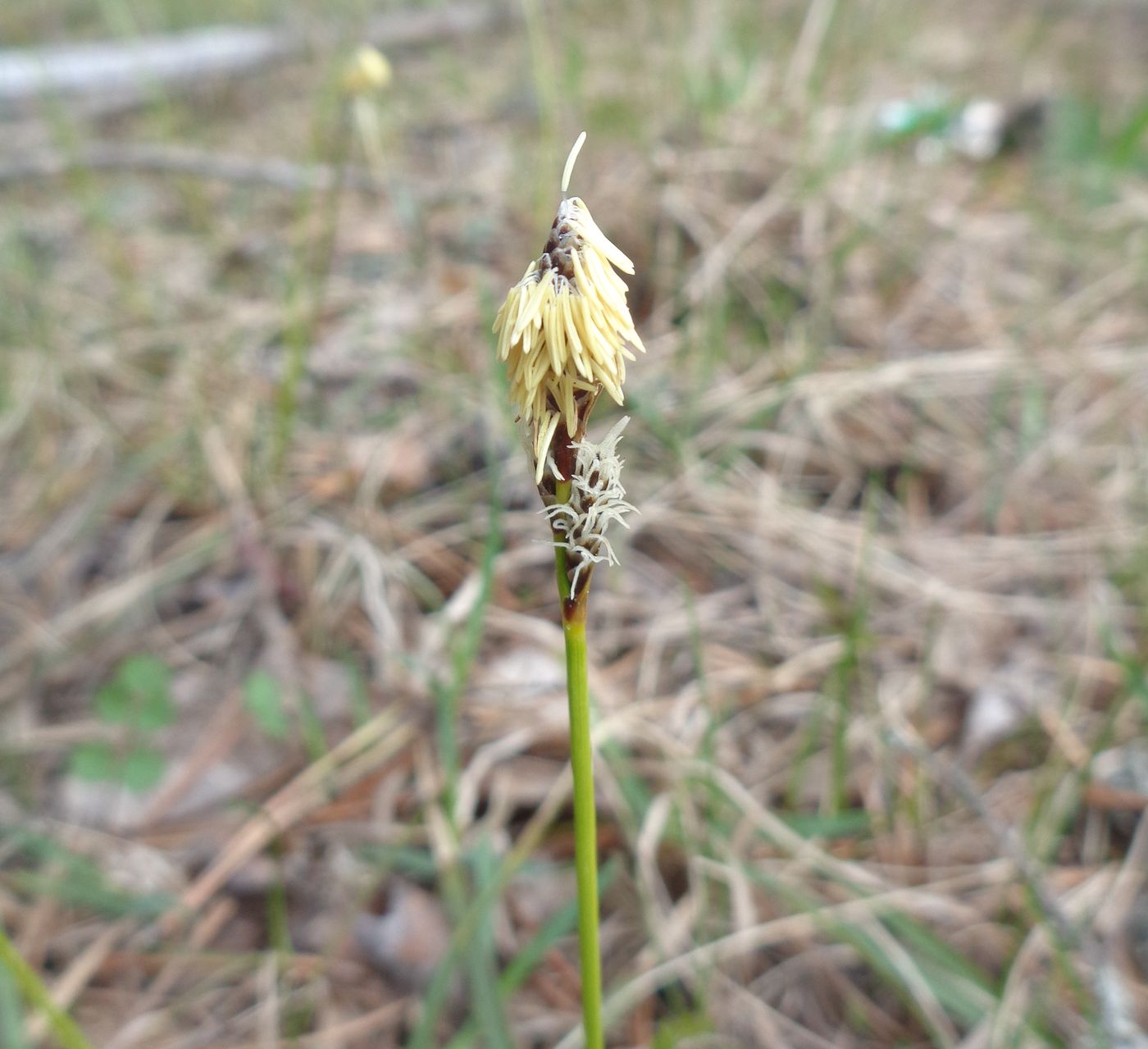 Изображение особи Carex ericetorum.