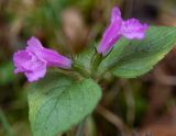 Clinopodium vulgare