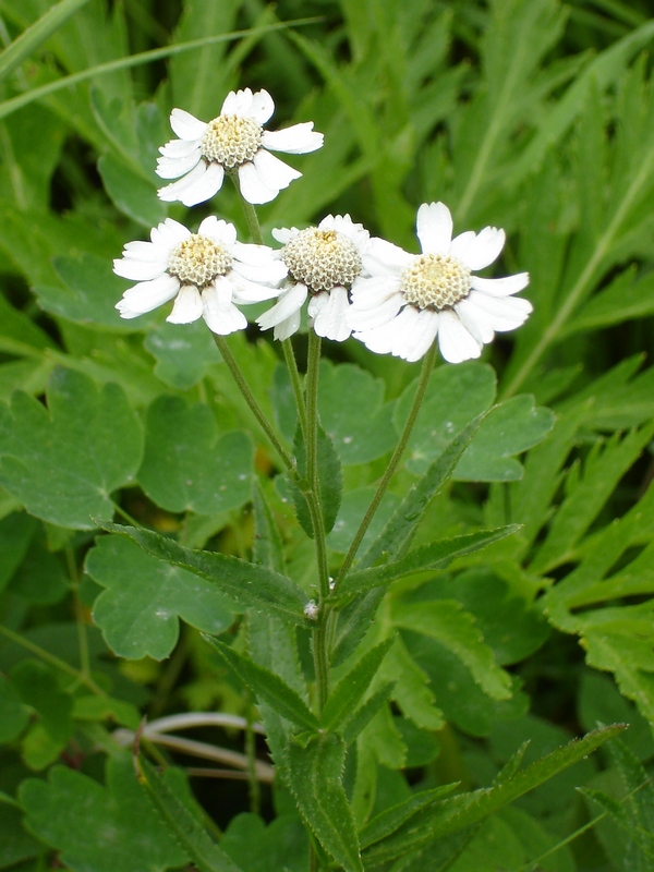 Изображение особи Achillea ptarmica ssp. macrocephala.