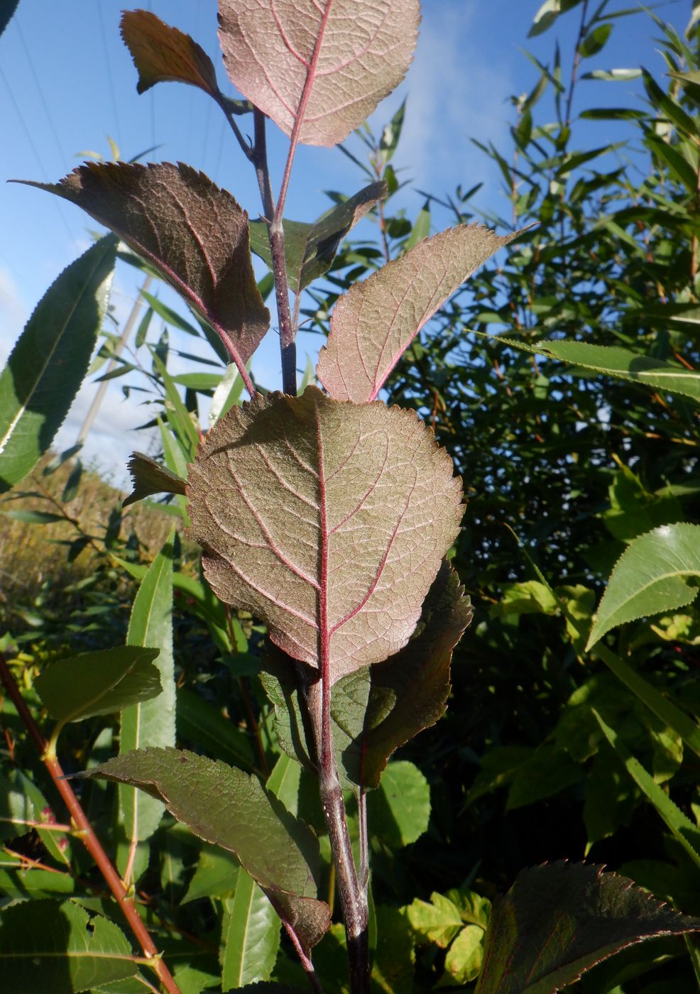 Image of Malus &times; purpurea specimen.