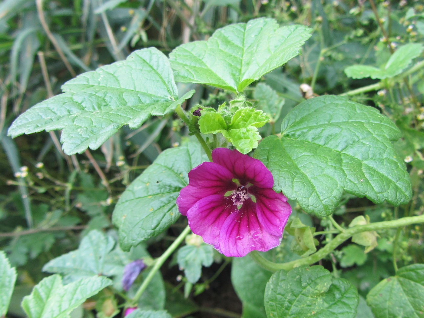 Image of Malva mauritiana specimen.