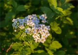 genus Spiraea. Соцветие с сидящими жуками. Ленинградская обл., Волосовский р-н, окр. дер. Пятая Гора, старый парк в заброшенной усадьбе. 02.06.2020.