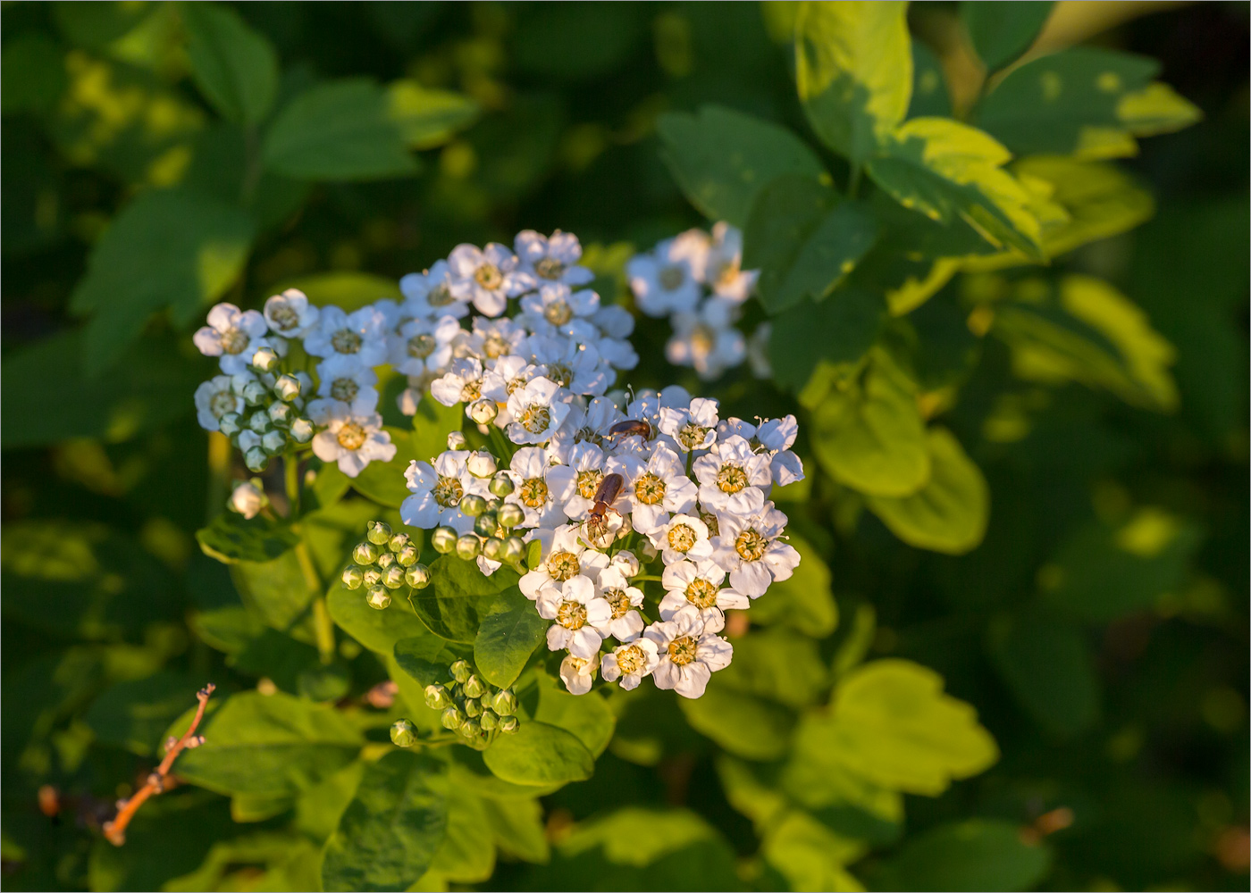 Изображение особи род Spiraea.