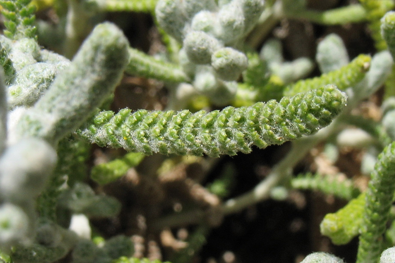 Изображение особи Achillea cretica.