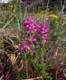 Pedicularis verticillata. Цветущее растение. Магаданская обл., Ольский р-н, окр. быв. пос. Атарган, Атарганская коса, приморский луг. 05.07.2017.