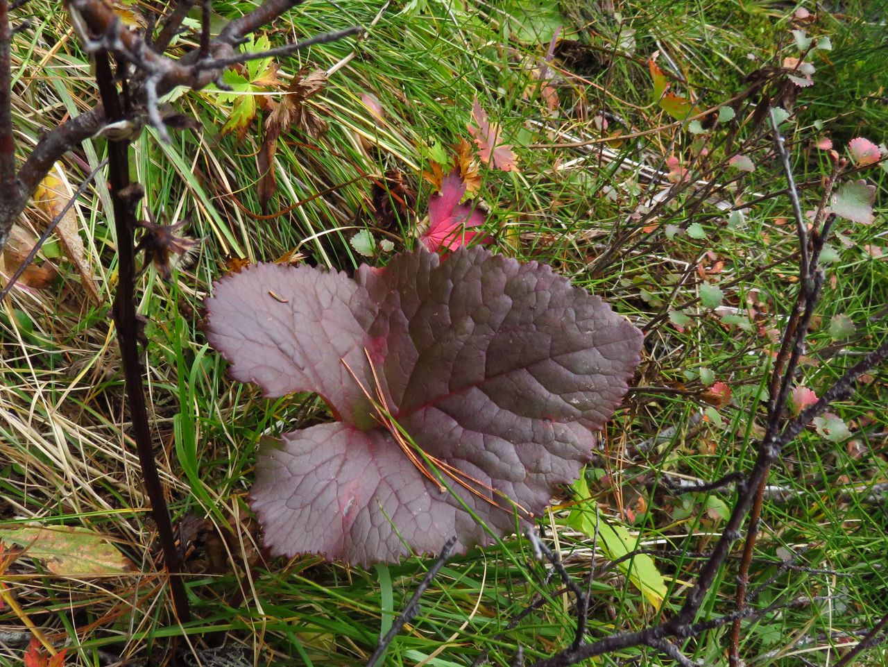 Image of Ligularia sibirica specimen.