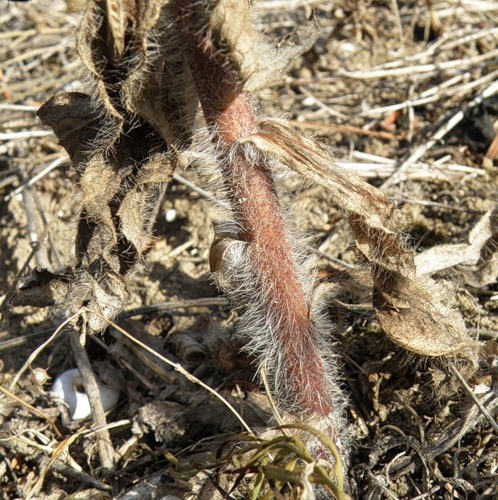 Изображение особи Hieracium robustum.