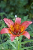 Lilium pensylvanicum