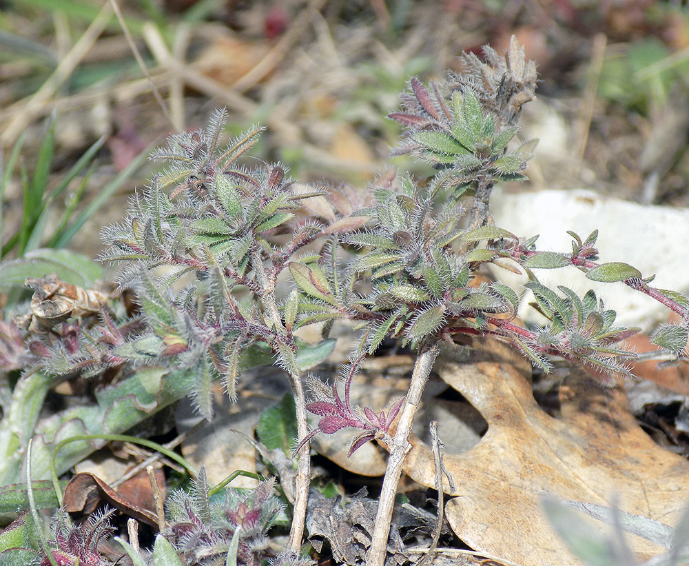 Image of Thymus markhotensis specimen.