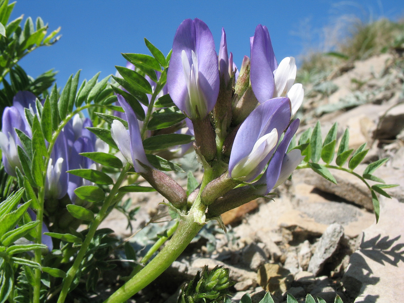 Изображение особи Astragalus masenderanus.