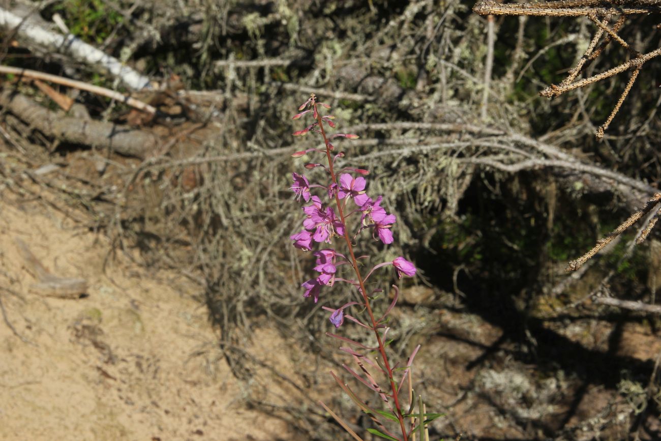 Image of Chamaenerion angustifolium specimen.