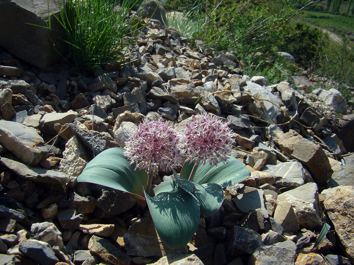 Image of Allium karataviense specimen.