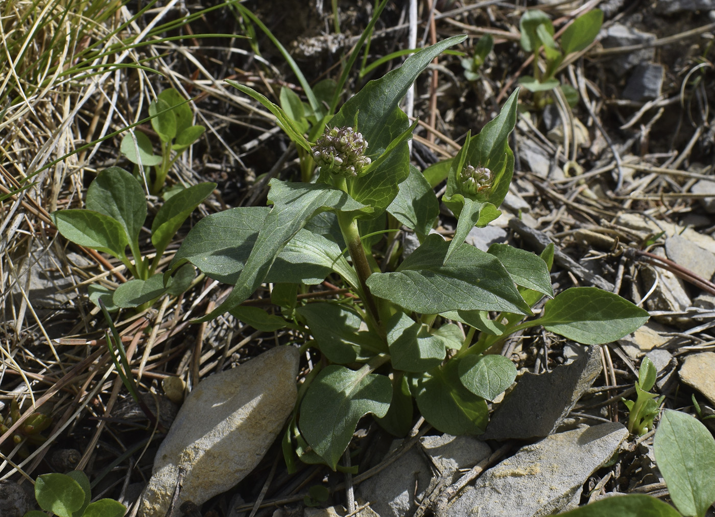 Image of Valeriana montana specimen.