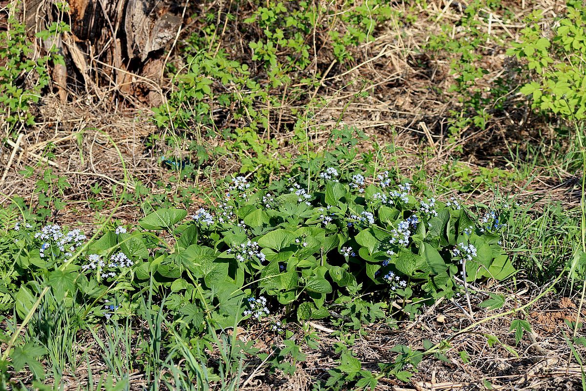 Изображение особи Brunnera sibirica.