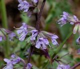 Salvia judaica