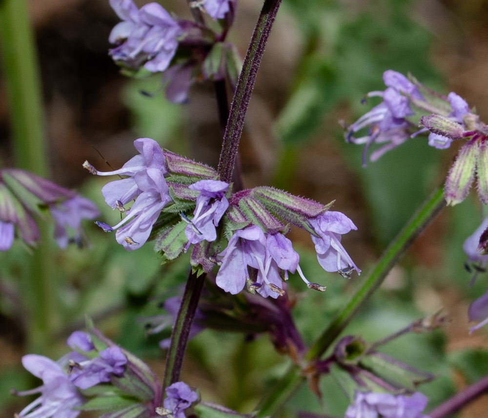 Изображение особи Salvia judaica.