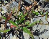 род Achillea