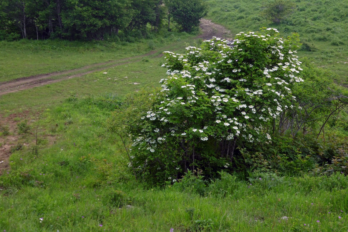 Изображение особи Viburnum opulus.