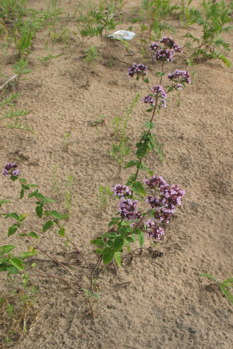 Изображение особи Origanum vulgare.