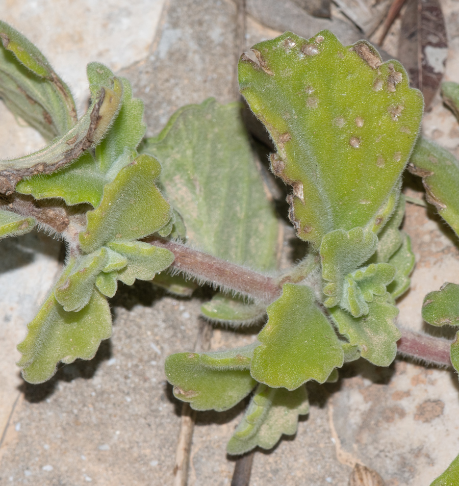 Image of Coleus australis specimen.