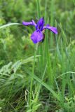 Iris laevigata