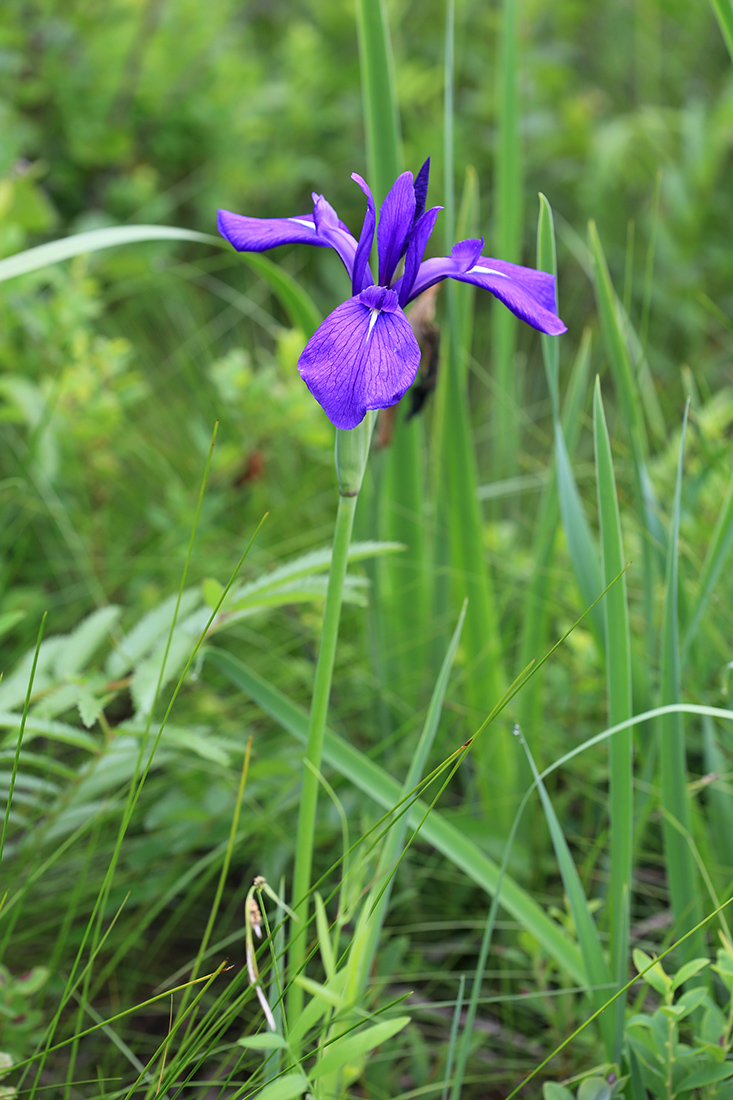 Изображение особи Iris laevigata.