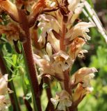 Orobanche lutea. Часть соцветий с цветками. Крым, Бахчисарайский р-н, окр. с. Трудолюбовка, остепнённый луг на старой залежи у подножия горы Сарыман. 11.06.2021.