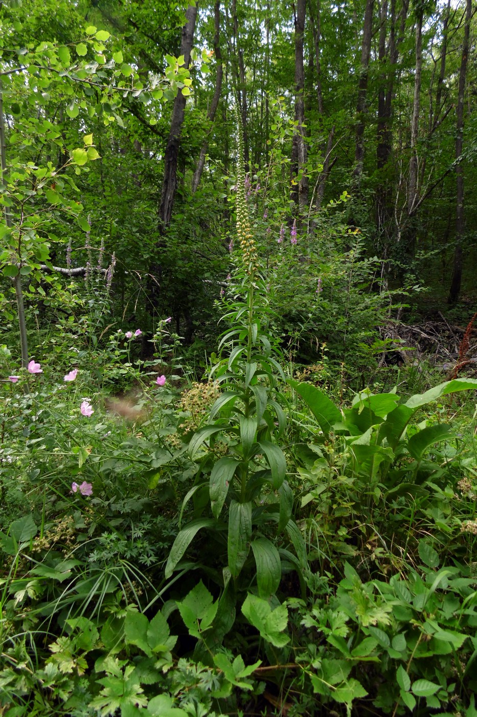 Изображение особи Digitalis schischkinii.