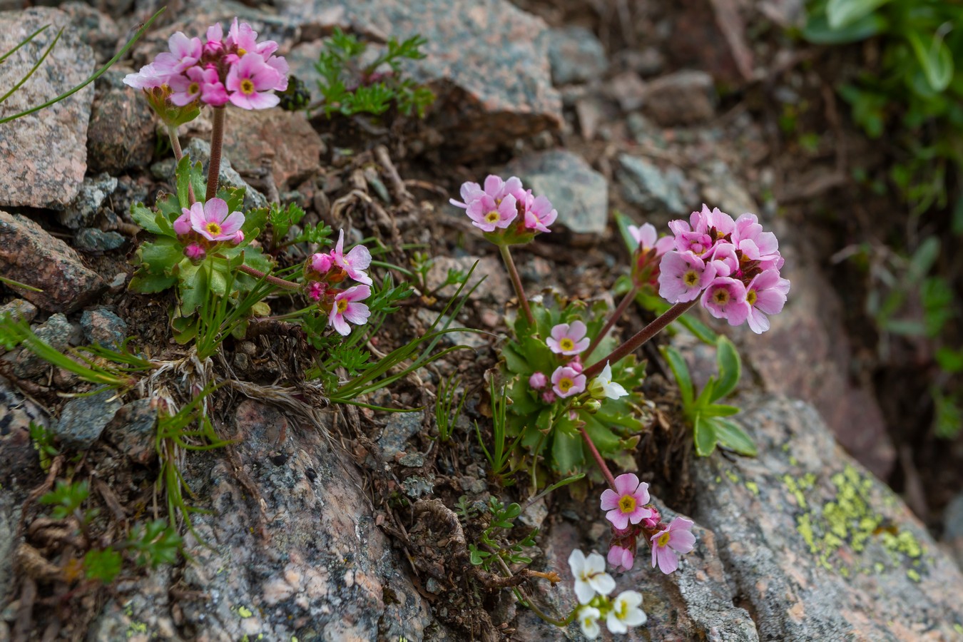 Image of Androsace albana specimen.