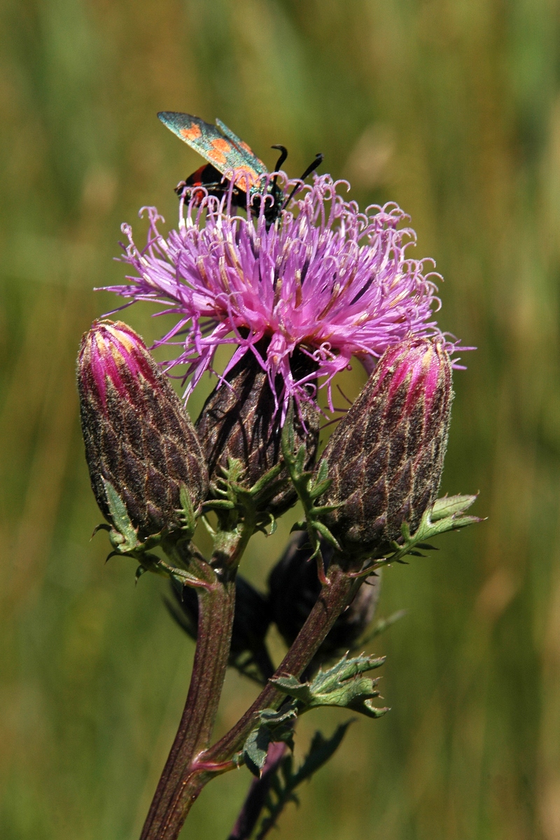 Изображение особи Serratula coronata.