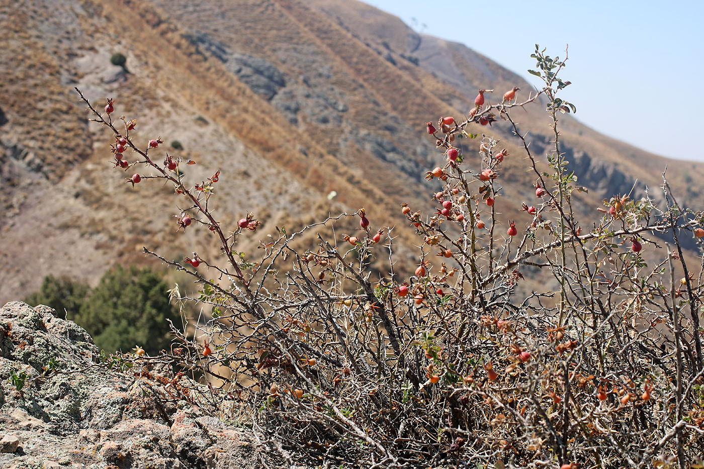 Image of Rosa nanothamnus specimen.