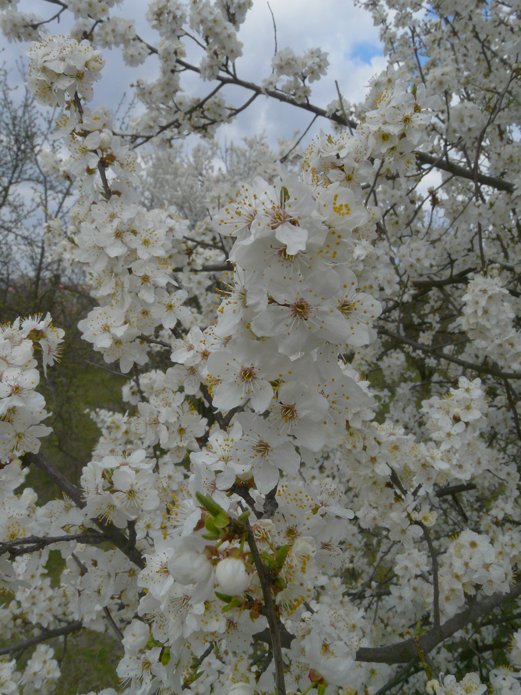 Image of Prunus cerasifera specimen.