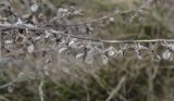 Cynoglossum officinale. Часть соплодия. Республика Удмуртия, Каракулинский р-н, Ныргындинское сельское поселение, дер. Зуевы Ключи, суходольный луг. 08.10.2021.
