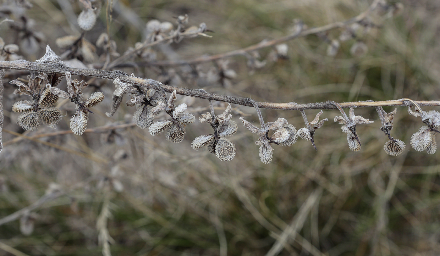 Изображение особи Cynoglossum officinale.