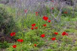 Anemone coronaria. Цветущие растения. Израиль, национальный парк \"Бейт Гуврин\", луг. 17.02.2020.