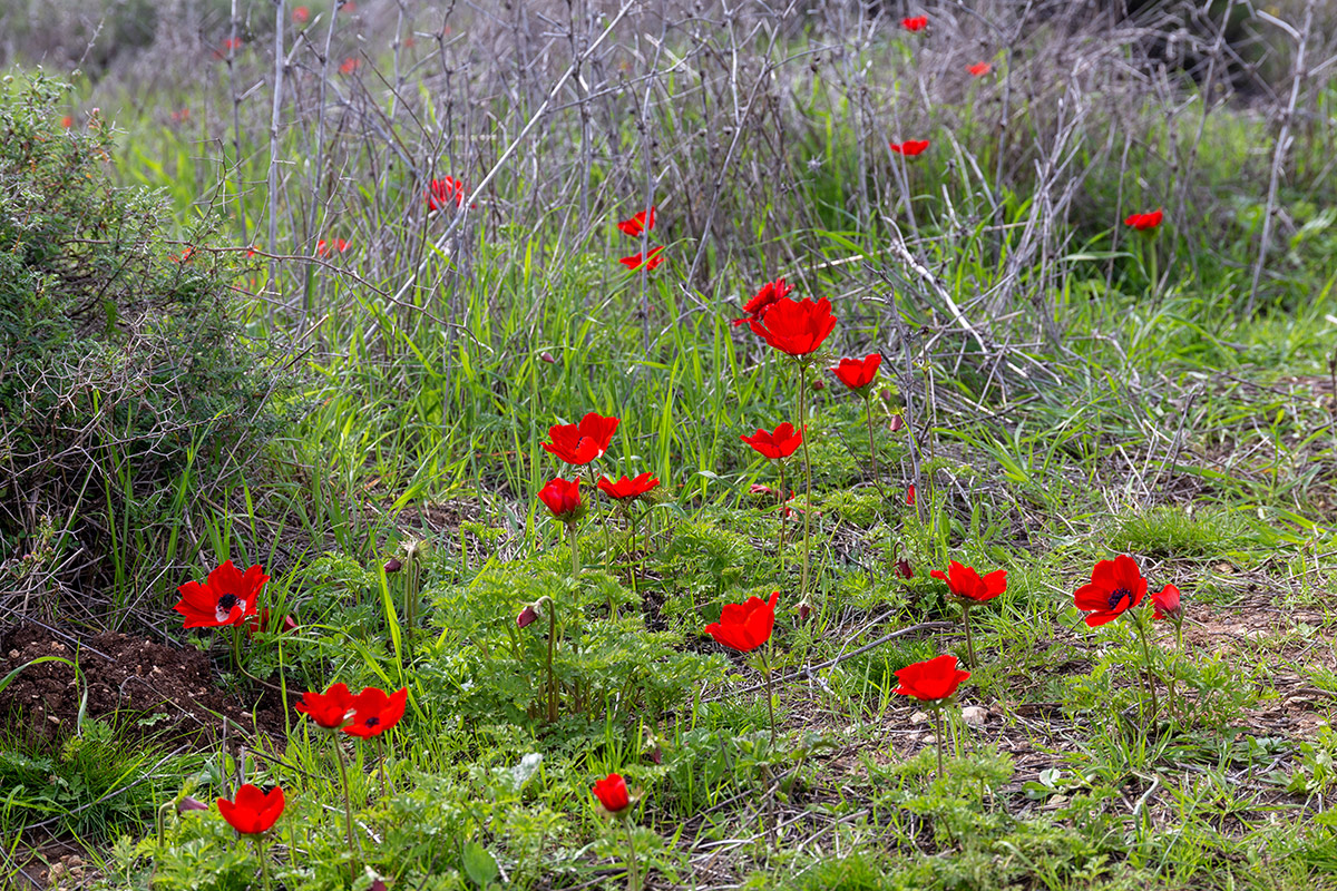 Image of Anemone coronaria specimen.