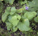 Viola uliginosa