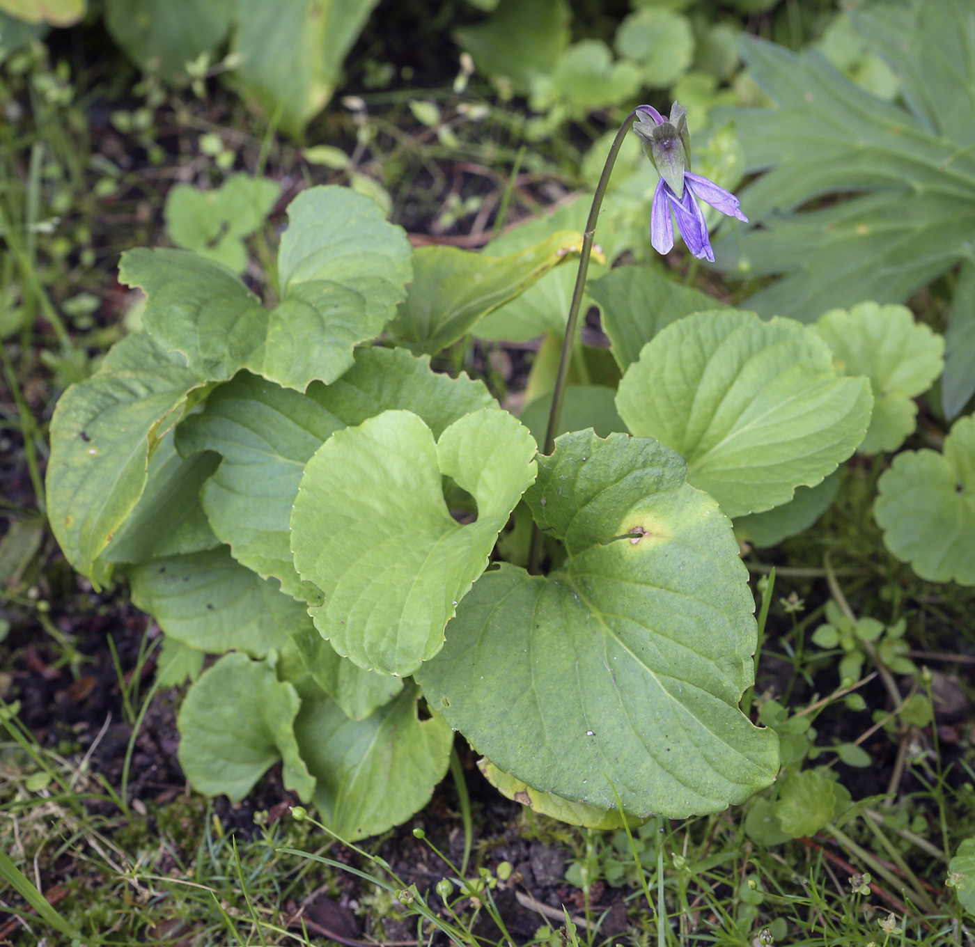 Изображение особи Viola uliginosa.