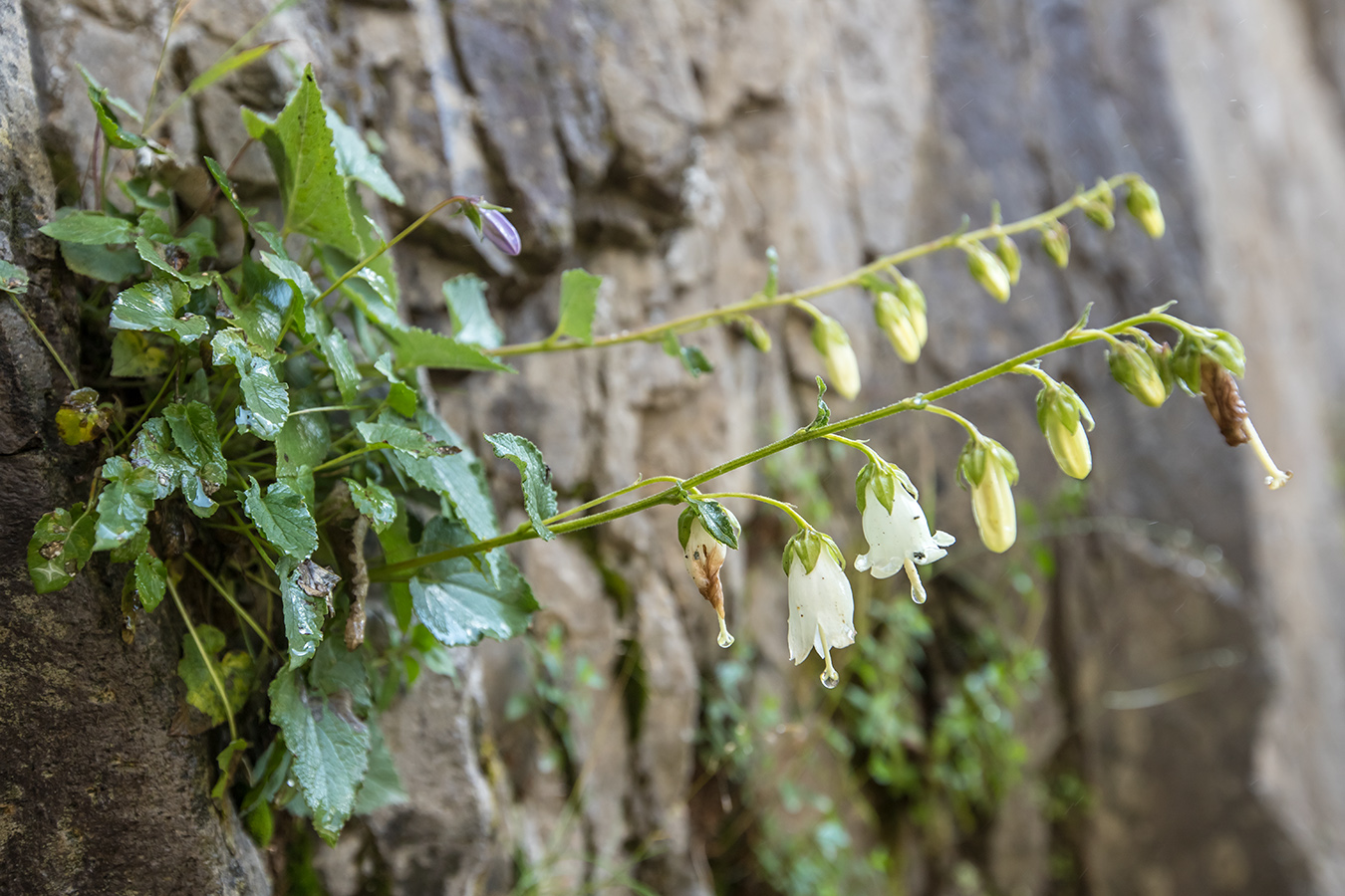 Image of Campanula pendula specimen.